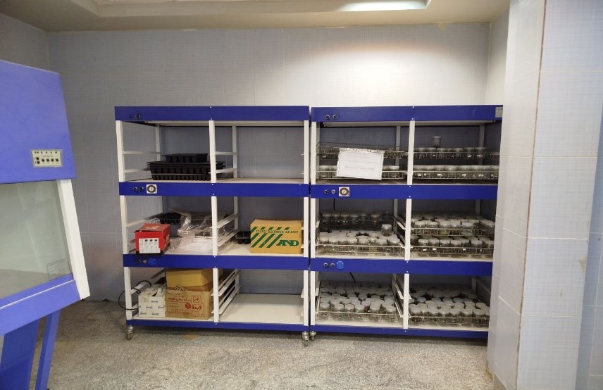 Second Responsive Image